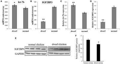 Let-7b Regulates Myoblast Proliferation by Inhibiting IGF2BP3 Expression in Dwarf and Normal Chicken
